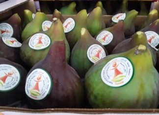 حصول “تين دجبة” على تسمية مثبتة الأصل من المنظمة العالمية للملكية الفكرية OMPI