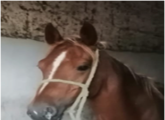 إجراءات للتوقي من مرض النزلة الوافدة للخيليات ((Grippe Equine