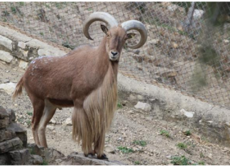 إعادة اعمار جبل زغوان بالأروي المغاربي
