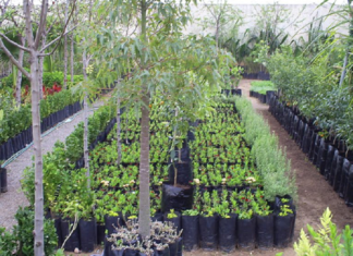 بلاغ حول التوزيع المجاني للشتلات الغابية بمناسـبة الاحتفال بالعيـد الوطـن للشجرة