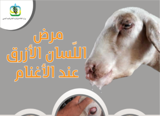 بلاغ حول المتابعة الصّحيّة لمرض اللّسان الأزرق