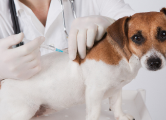 بلاغ حول انطلاق الحملة الوطنية المجانية لتلقيح الحيوانات ضد داء الكلب