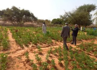 زيارة ميدانية لمزارع خضروات بإقليم نيامي بالنيجر