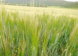 استعدادات موسم تجميع صابة الحبوب 2022 : دورات تكوينيّة في مجال أخذ وتكوين العينات وطرق الخزن والمحافظة على مخزون الحبوب