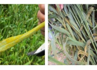 بـــلاغ حول الصدا الأصفر