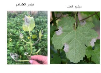 بـــــلاغ حول مرض الميلديو