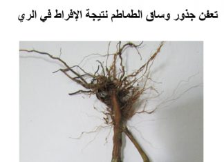 بلاغ حول ترشيد ري زراعة الطماطم الفصليّة المعدّة للتّحويل