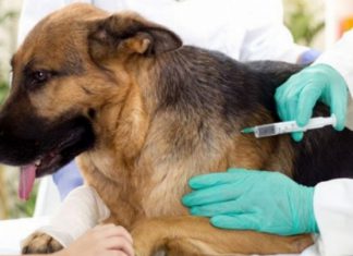 انطلاق الحملة الوطنيّة لتلقيح الحيوانات ضد داء الكلب لسنة 2024