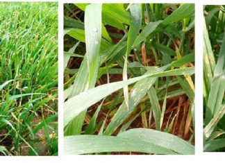 بلاغ لحماية مزارع الحبوب من الأمراض الفطريّة