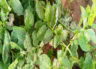 بلاغ لحماية حقول البطاطا من مرض الميلديو