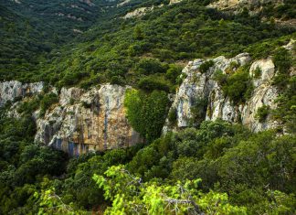 21 مارس: اليوم العالمي للغابات