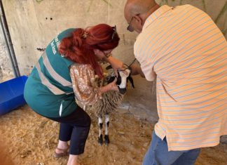 بلاغ حول القواعد الصحية لضمان سلامة الأضحية