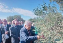 سوسة: كاتب الدّولة للمياه يعطي إشارة انطلاق موسم جني الزيتون ويشرف على المؤتمر المتوسّطي حول استدامة قطاع الزيتون